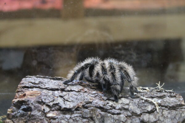 A fuzzy tarantula with striped legs crawls on a textured piece of bark inside a glass enclosure.