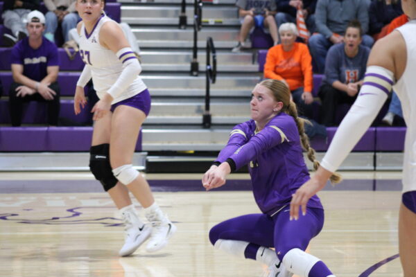 A volleyball player in a purple Albion uniform prepares to dig a ball on a court, focused and intense. Teammates and spectators watch in the background.