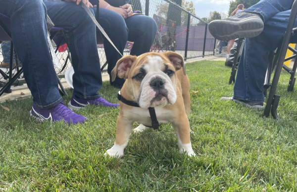 A light brown and white bulldog stands in grass, surrounded by the legs of people sitting in folding chairs. A fence and tennis court are visible in the background.