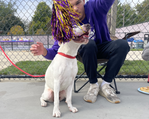 A young man in a purple sweatshirt sits in a folding chair, waving a purple and gold pom-pom in the face of the white dog sitting beside him. They are on concrete with a fence behind them, and a table in the background.