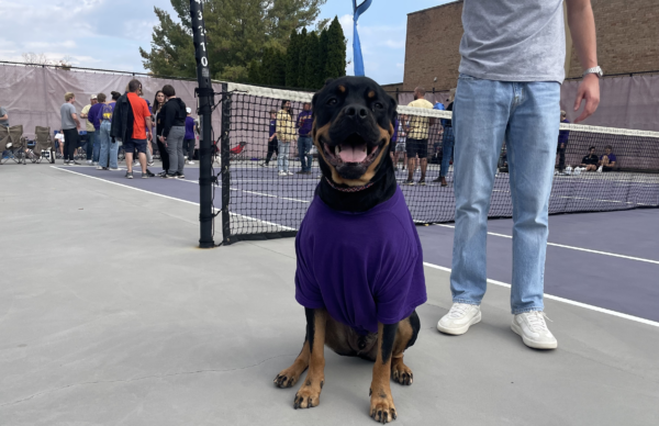 A brown and black medium-sized dog sits on a tennis court wearing a purple T-shirt and looking at the camera. Next to him stands someone in jeans and a gray t-shirt, and behind them a tennis net and a crowd of people are visible.