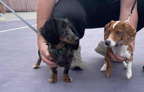 A fluffy black daschund and a short-haired brown and white daschund stand next to each other, each being held in the hand of a man crouching on a purple tennis court.