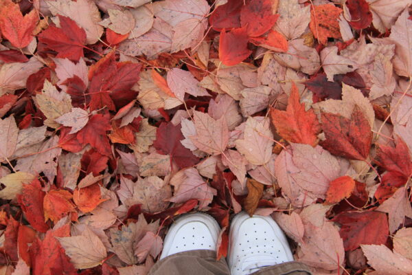 Close-up of white sneakers on a ground covered with vibrant red and orange autumn leaves.
