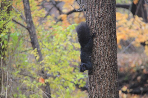 A black squirrel clings vertically to a tree trunk in a forest, surrounded by blurred autumn foliage in shades of green, yellow and orange.