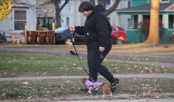 A person in a black hoodie walks a small dog wearing a purple vest on a grassy sidewalk. Autumn leaves scattered, homes and a red car in the background.