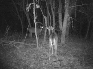 Grainy, black and white trail cam footage depicting two deer in the middle of the woods. One deer looks at the trail camera while the other has its back turned.