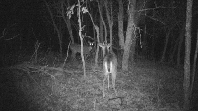 Grainy, black and white trail cam footage depicting two deer in the middle of the woods. One deer looks at the trail camera while the other has its back turned.