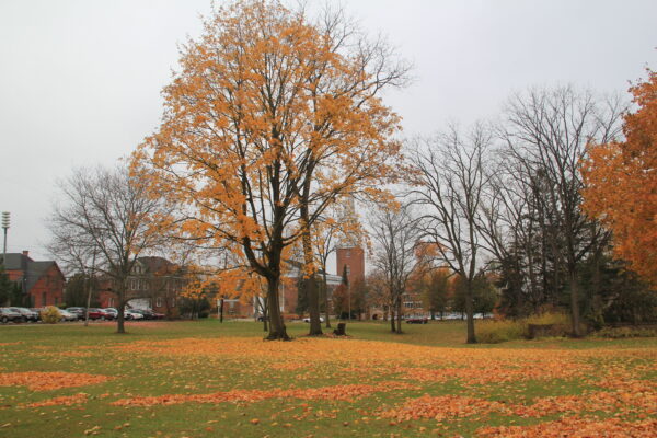 A vibrant autumn park with orange-leaved trees dropping foliage on the green grass. An overcast sky, buildings in the background and a serene atmosphere.